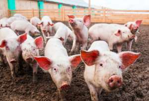 生猪养殖的常见问题及疫病防控？