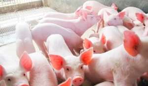 2023年02月06日全国各省市15公斤仔猪今日价格行情