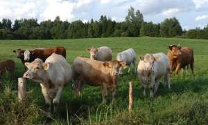 育成牛的放牧饲养技术