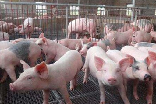 冬季养猪增膘缓慢的原因？