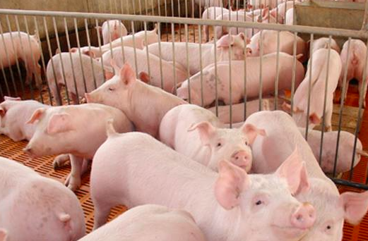 生猪免疫后管理八要素？
