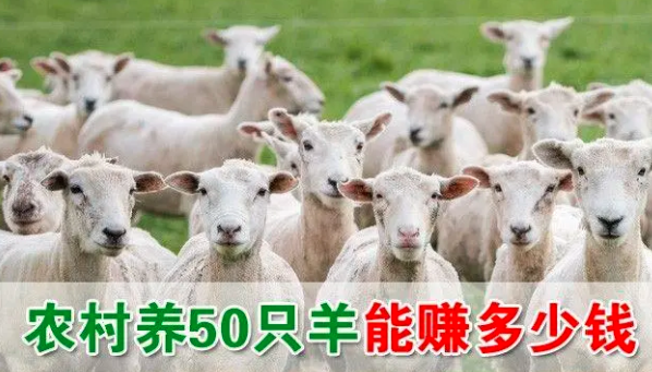 养羊的利润与成本有多少？50只羊利润成本多少？