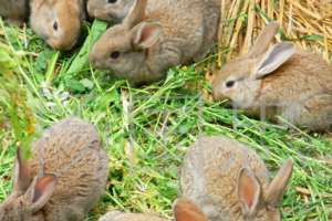 野兔养殖新技术