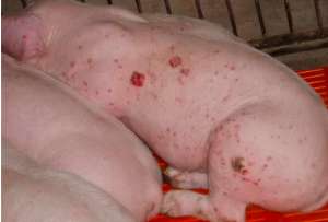 猪发病后毛孔出血是什么原因？