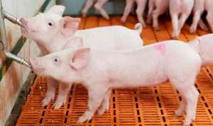 2023年04月03日全国各省市10公斤仔猪今日价格行情