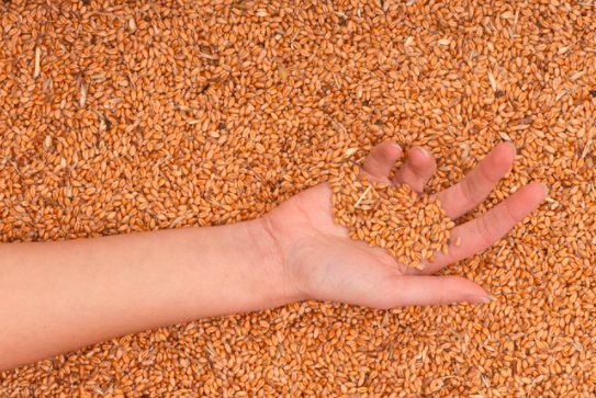2023年5月29日全国各地市场今日小麦价格行情