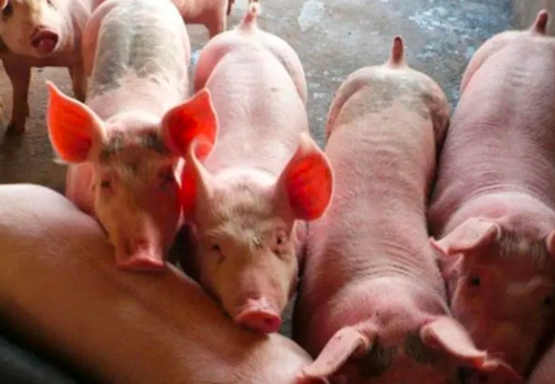 自繁自养猪场如何做好疫病防疫？
