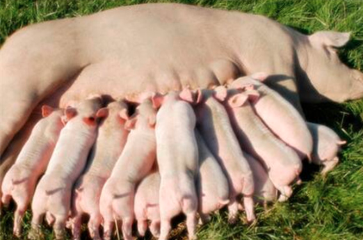 如何正确处理母猪分娩推迟问题？五大解决方法！