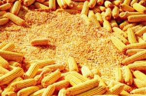 2023年12月06日全国各省市玉米价格行情走势涨跌表
