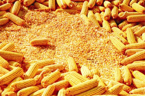 2023年12月7日全国各省市今日玉米价格行情走势