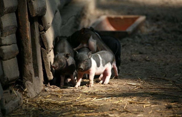 冬季使用液态饲喂来养猪，不仅暖和还能长得好