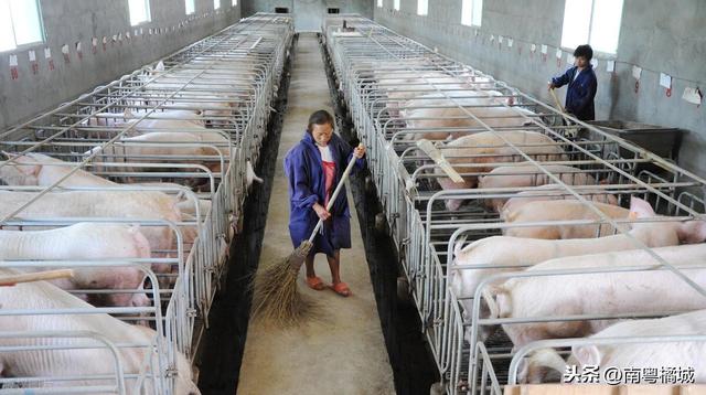 广东韶关又有三座现代化生猪养殖场建设，年出栏商品猪110万头