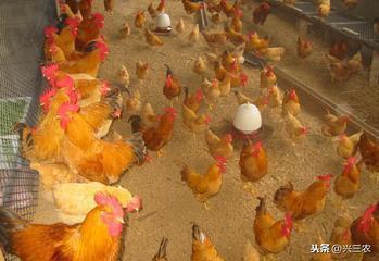 发酵床养鸡棚建设与制作步骤，降低鸡舍氨气味、减少鸡发病率