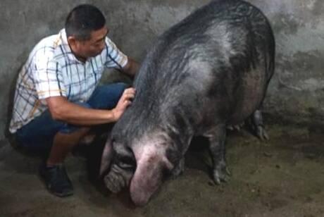 四川南充高坪区生猪存栏量达38万头 恢复到正常水平