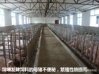 如何制作生物发酵饲料？在养猪生运用能够带来哪些积极效果？