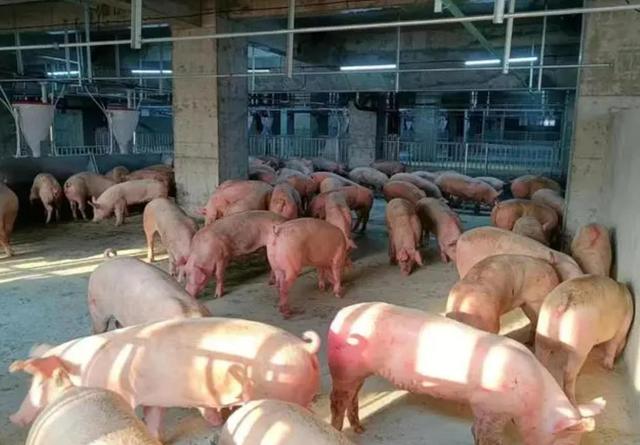 中国最大的养猪基地是哪家？养猪“上楼”成为行业一大趋势