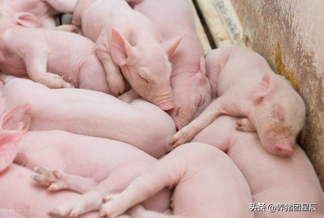 在农村养50头猪，如何实现利益最大化？