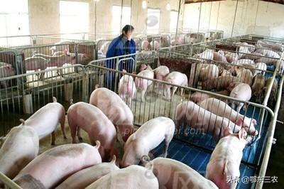 2021至2023年养猪利润怎样？农民工可以回农村创业吗？