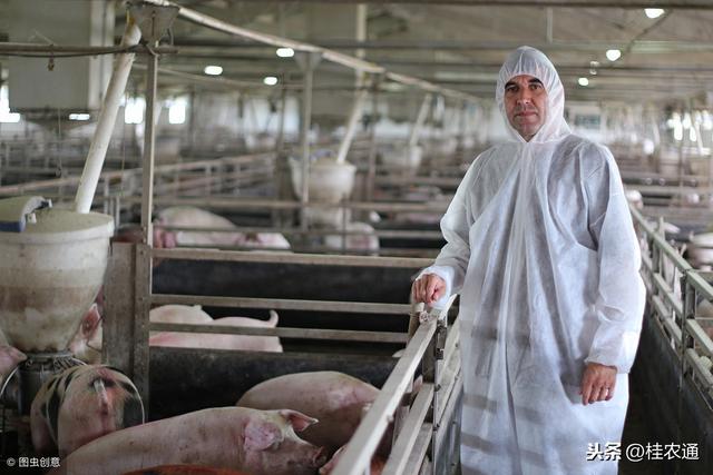 非洲猪瘟防控加强，农村家庭散养土猪如何理解泔水喂猪禁令？