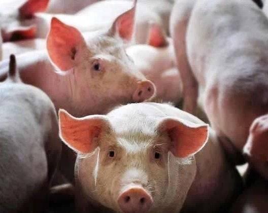 四川南充高坪区生猪存栏量达38万头 恢复到正常水平