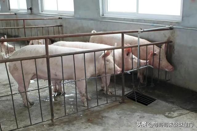 海南养猪场遭强拆事件曝光