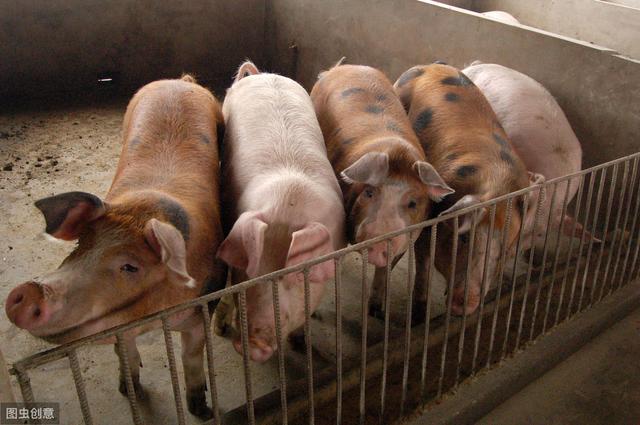 如何让猪吃的更多，长的更快，养猪人只需要这几步