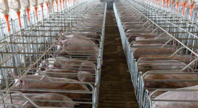 为什么美国猪肉卖得如此便宜？看看美国人的杀猪流程就明白了