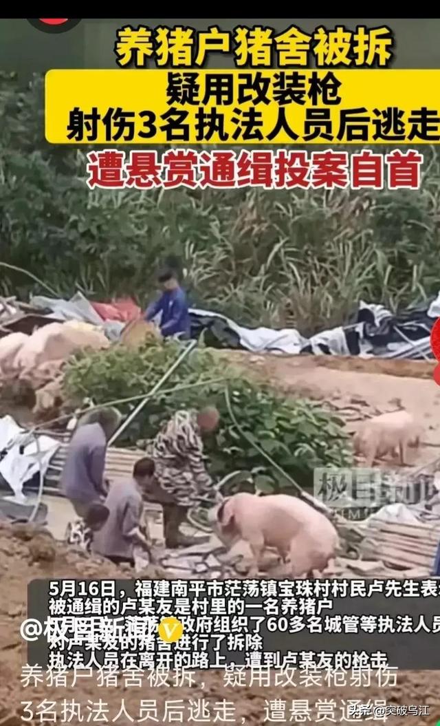 福建南平市养猪场被拆，官方明确表态，由谁来承担此责任？