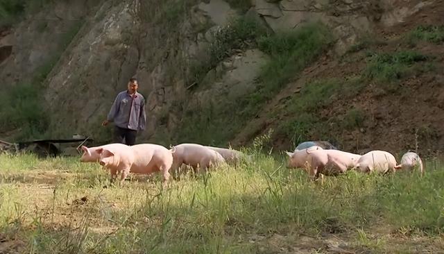 养猪大王刘开军：卖3套房养猪连亏9年，如今养猪场年入1.2亿