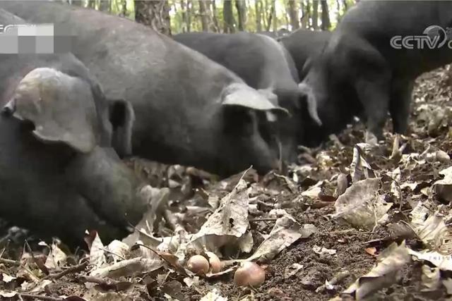 河南男子承包2000亩橡树林，如今靠橡果养猪，一年收入900多万