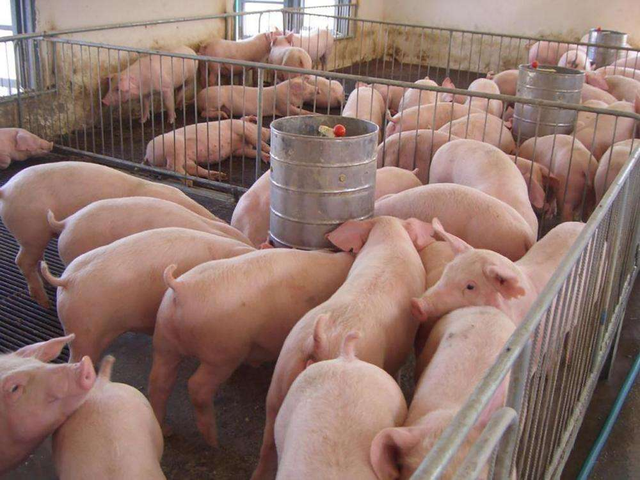 随处可见的猪肉都是“进口猪”，我国本土猪都去哪儿啦？