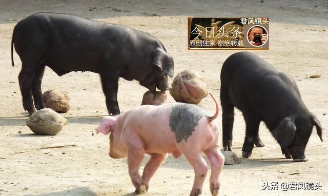 湖北宜昌：农民创办生态养猪场，仔猪啃红薯；24头黑猪白猪盼买主