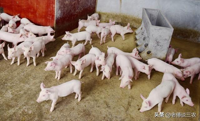 目前仔猪500元一头，2023年农村养猪户赚不赚钱，还能养吗？