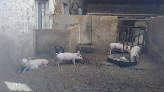 看过一个生态养猪场，没有臭味，今年老板应该发财了