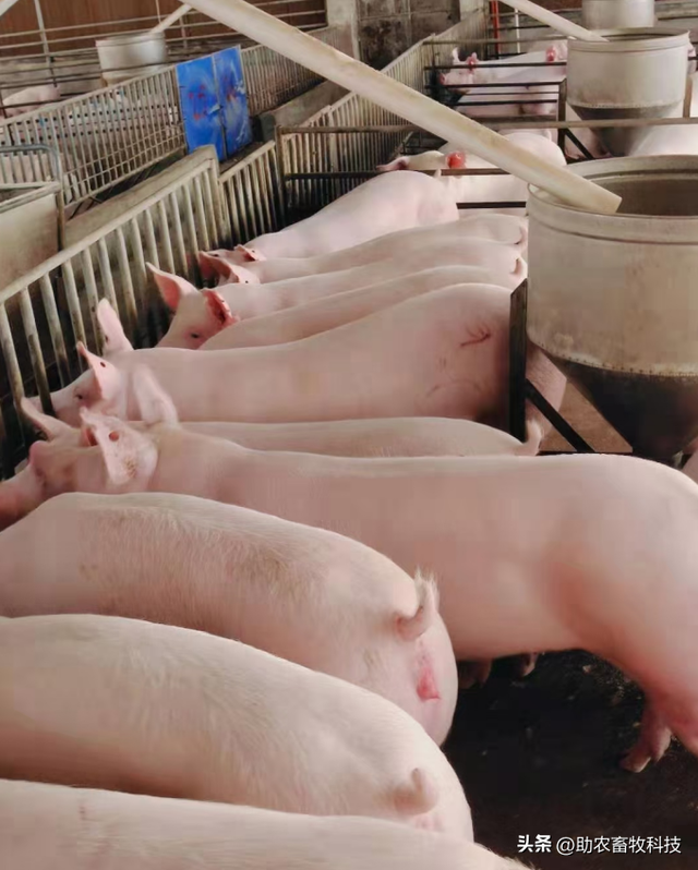 广东这个猪场采用益生菌发酵滞销韭菜喂猪，降本增效猪病少