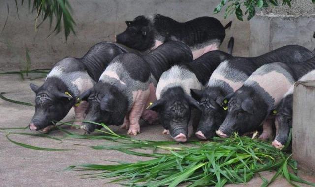 为什么养殖场不把猪养在水泥地上呢？看完涨知识了