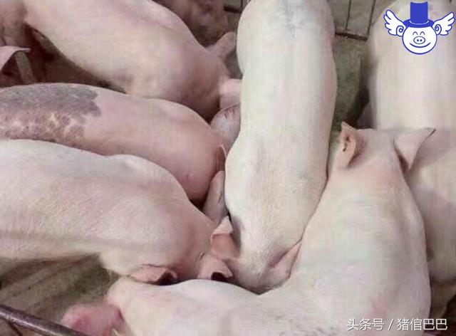 随着时代发展，我国养猪行业有哪些可喜的变化？