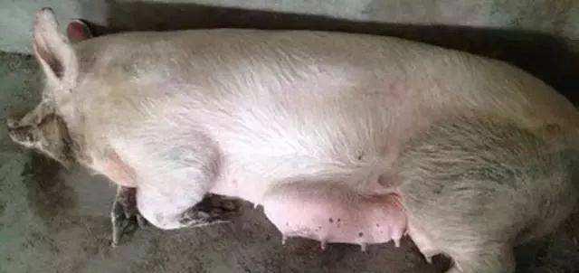 猪病大全，20种猪场常见疾病的防治措施，收藏起来以备不时之需