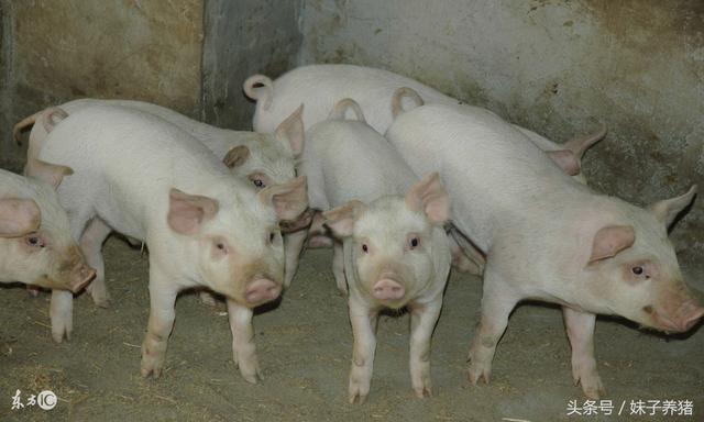 鱼腥草在猪场中的妙用，养猪人少花钱办大事