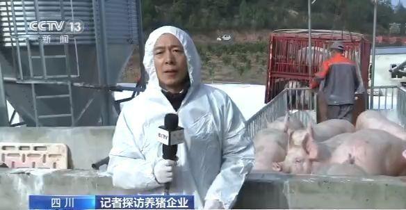 探访四川养猪企业：满格“回血”，信心倍增