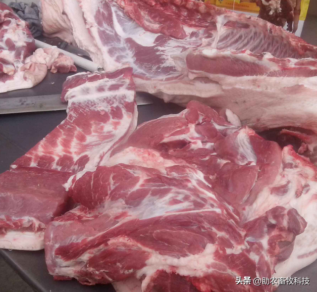 广东云浮市这个养猪新手猪场种植牧草养猪，肉质好得到大家的认可