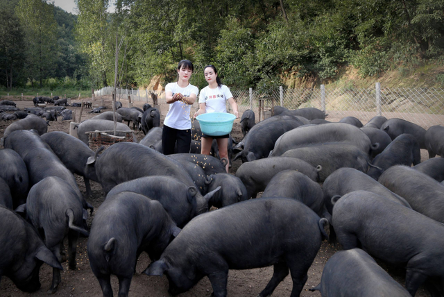 如何“生态养猪”发家致富？有以下几种模式供您参考