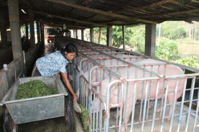 猪粪能造成的污染能有多大？处理好它环境才能进一步改善