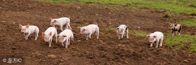 研究表明益生菌可能无效，难道养猪使用益生菌剂是个骗局？