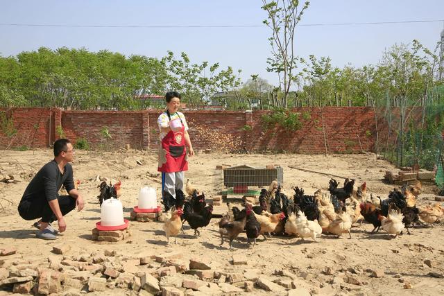 潢川县仁和镇夫妻养殖场“泥巴院的土鸡蛋”深受人们喜爱