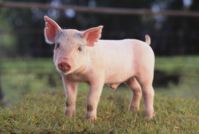 喂猪什么饲料长最快？给猪喂什么可以快速催肥？这几招很有效