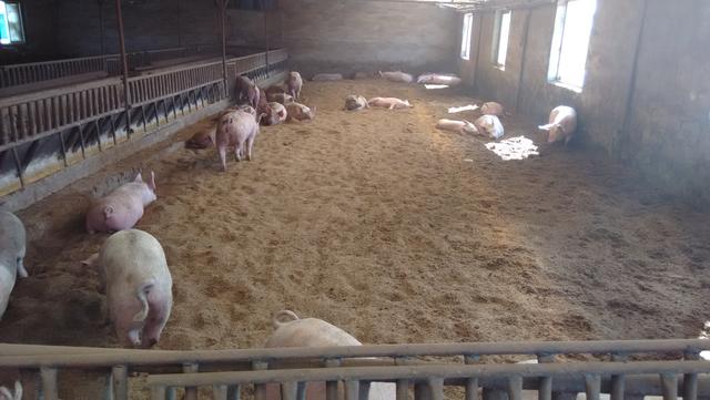 看过一个生态养猪场，没有臭味，今年老板应该发财了