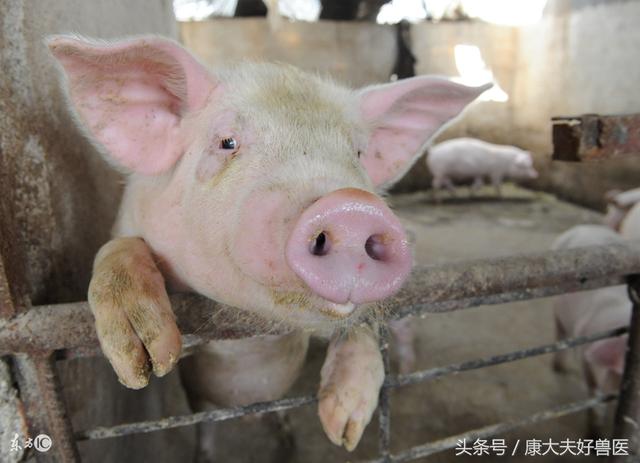 养猪必须懂3种猪场经营形式，知其利弊！