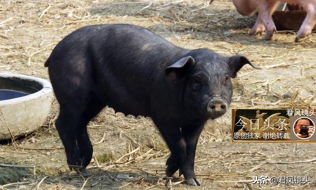 湖北宜昌：农民创办生态养猪场，仔猪啃红薯；24头黑猪白猪盼买主