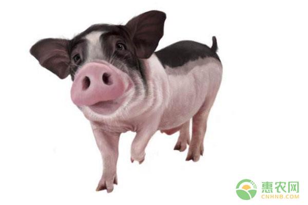 2018年生猪养殖贷款新政策揭晓！一文读懂生猪贷款政策及申请技巧